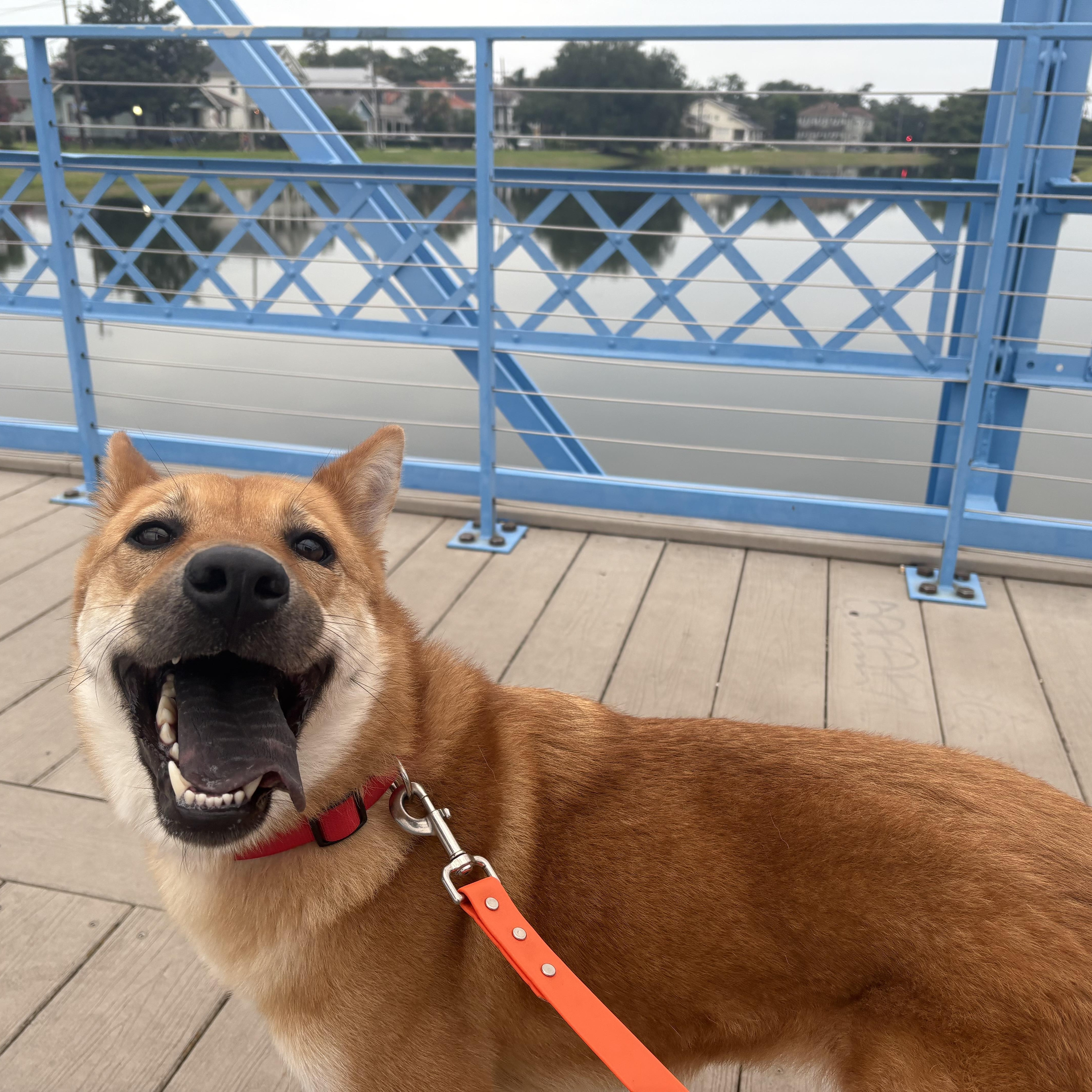 Miso thumbnail 2