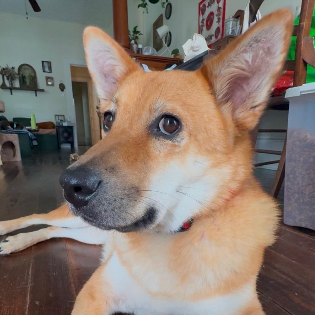 Miso thumbnail 5