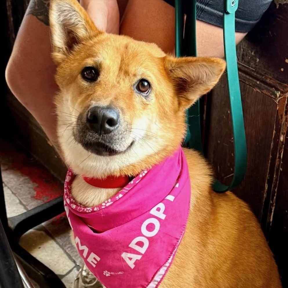 Miso