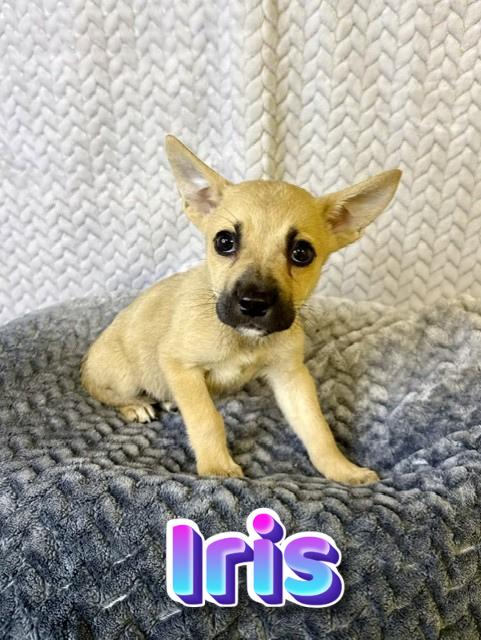 Iris, ADOPTABLE, Puppy Female Belgian Shepherd / Malinois.