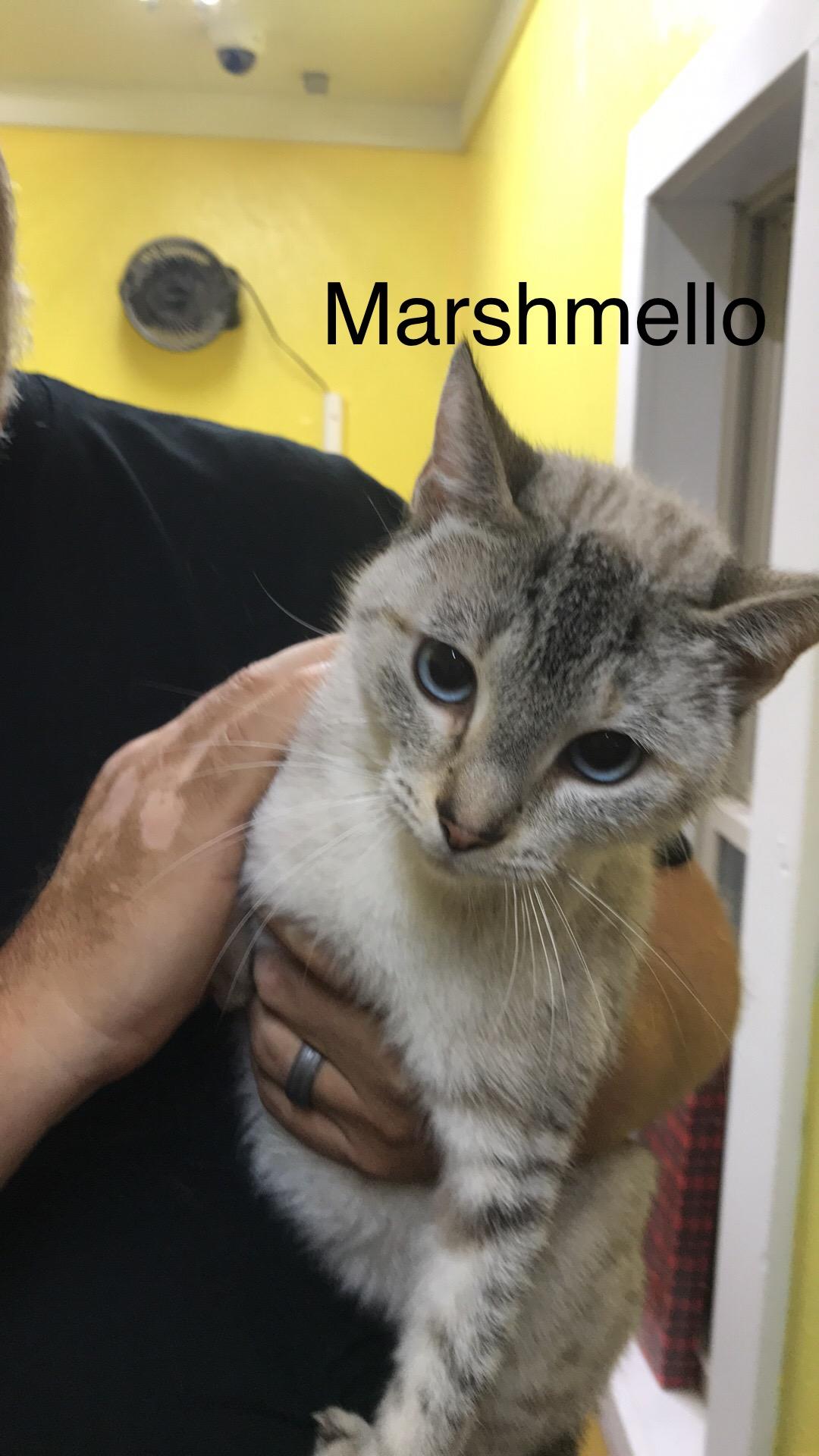 Enlarge Marshmello, a Adoptable Domestic Short Hair in Jackson, GA image 1/1