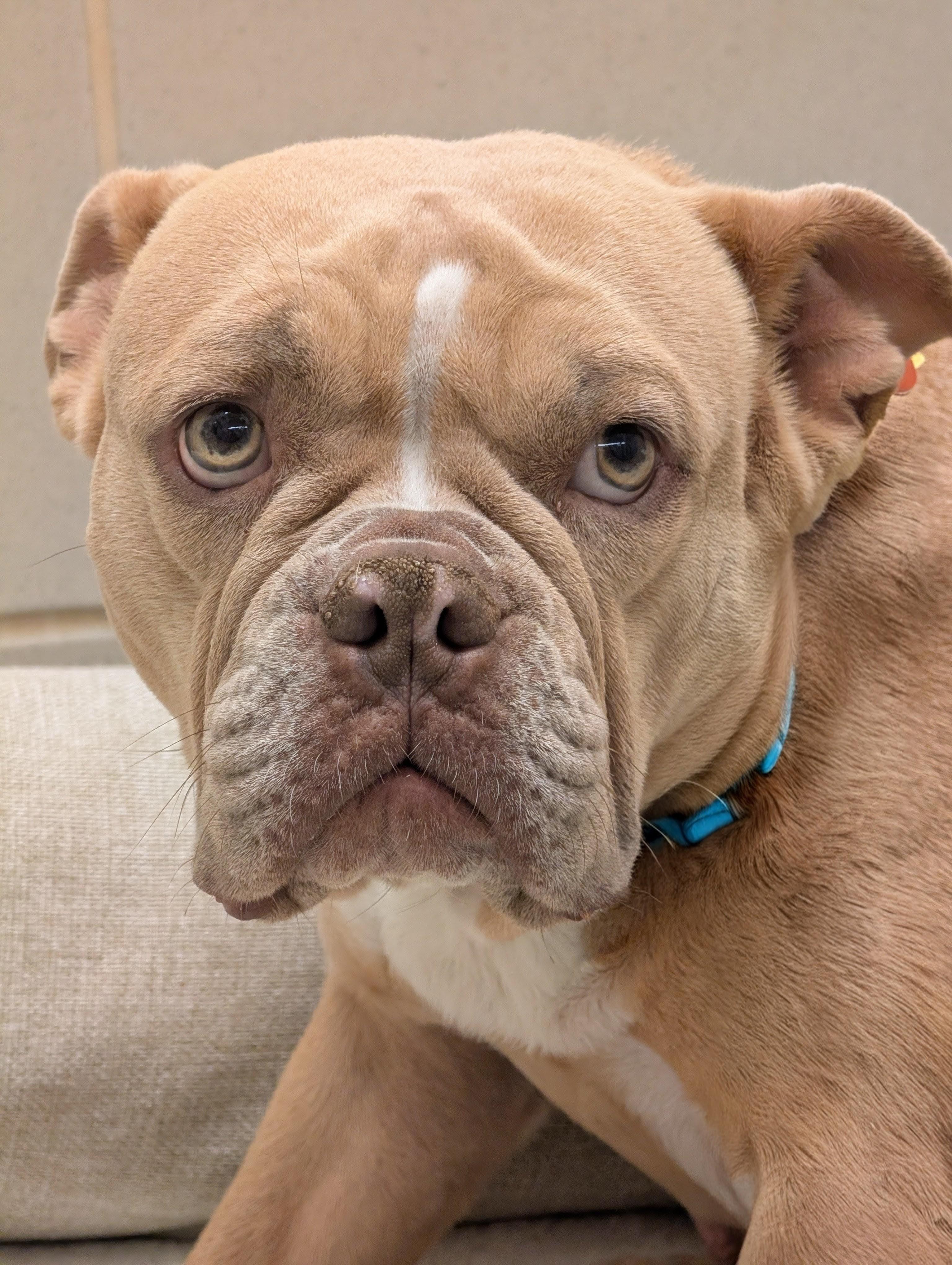 Enlarge Zelda A216130, an adopted mixed breed in Plano, TX image 2/3