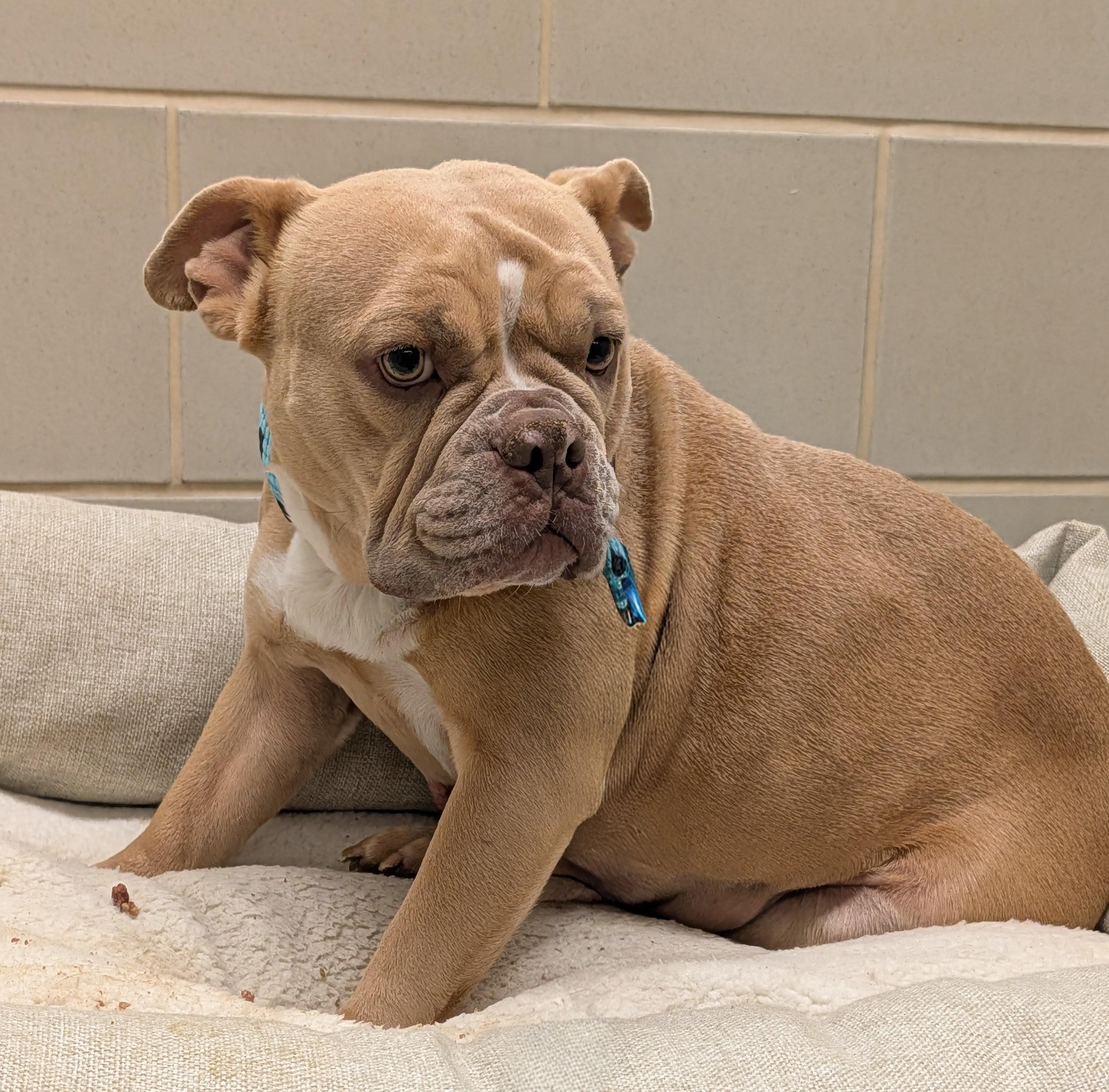 Enlarge Zelda A216130, an adopted mixed breed in Plano, TX image 1/3