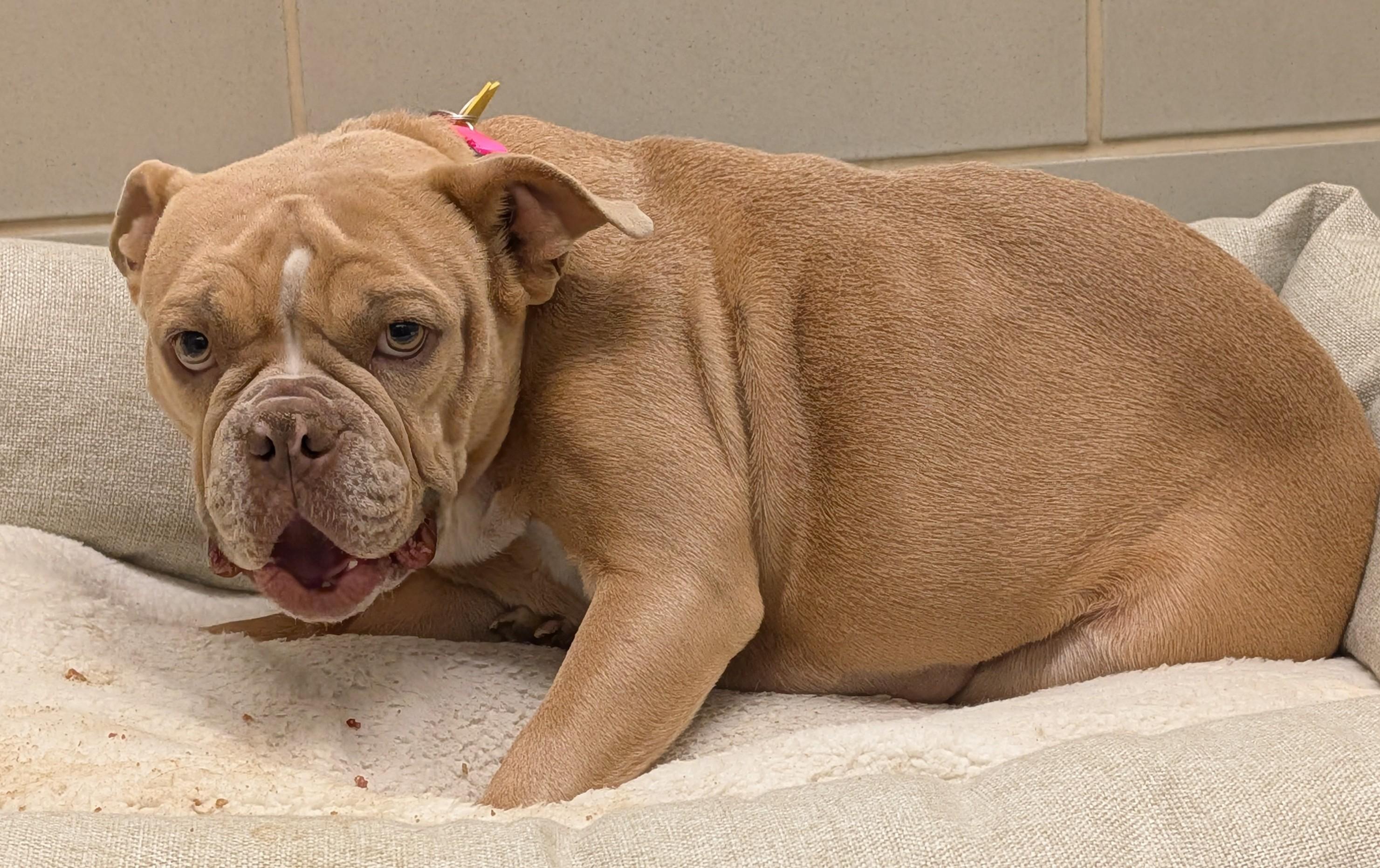 Enlarge Zelda A216130, an adopted mixed breed in Plano, TX image 3/3