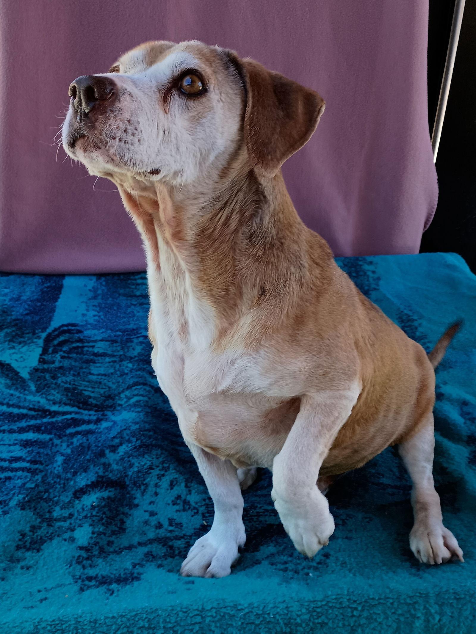 Enlarge Max Lucas -, a Adoptable Beagle in Apple Valley, CA image 3/3