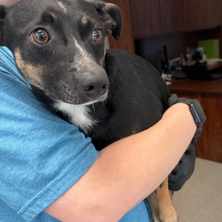 Enlarge William, a Adoptable mixed breed in Galax, VA image 1/1