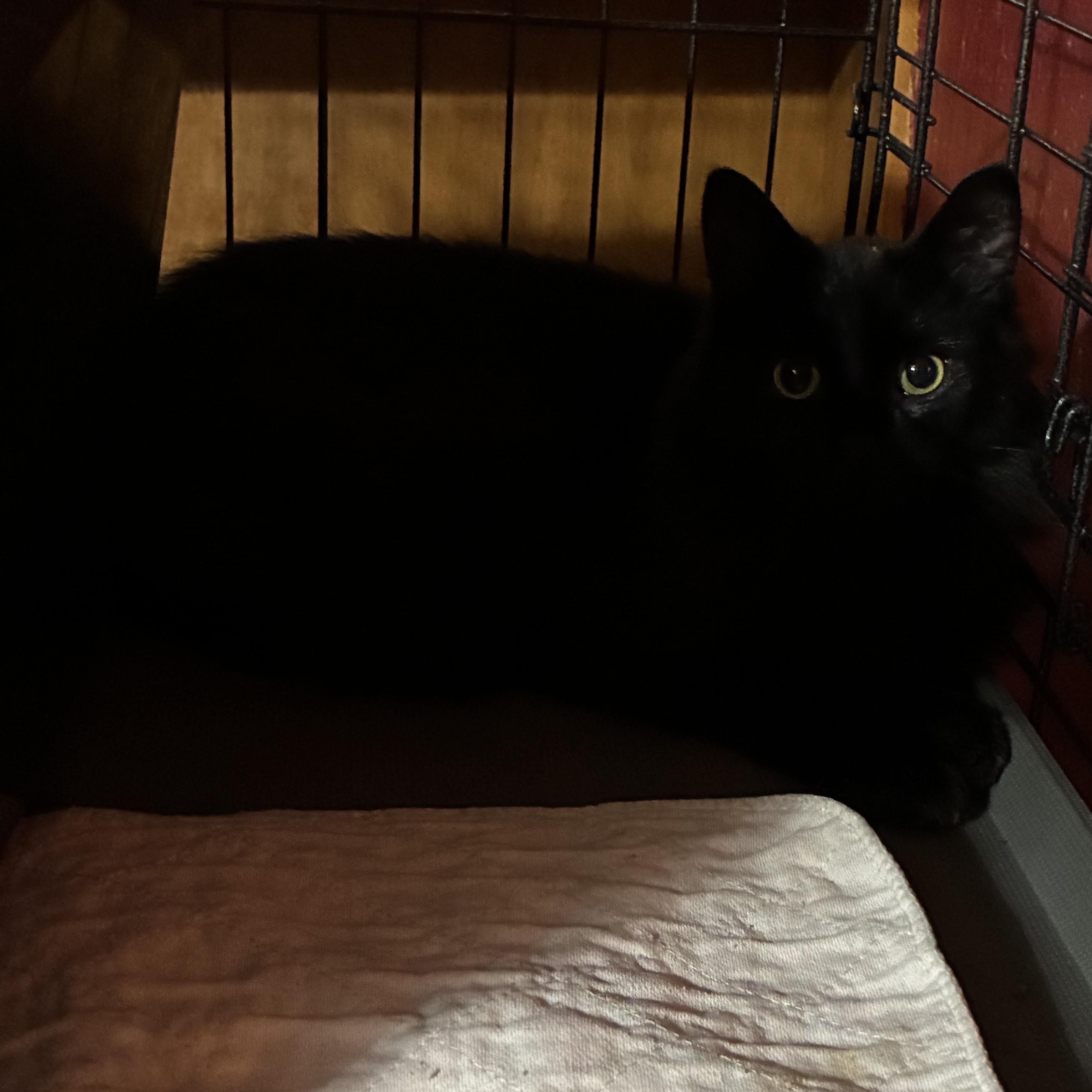 Void, a ADOPTABLE mixed breed in Stahlstown, PA image 1/3