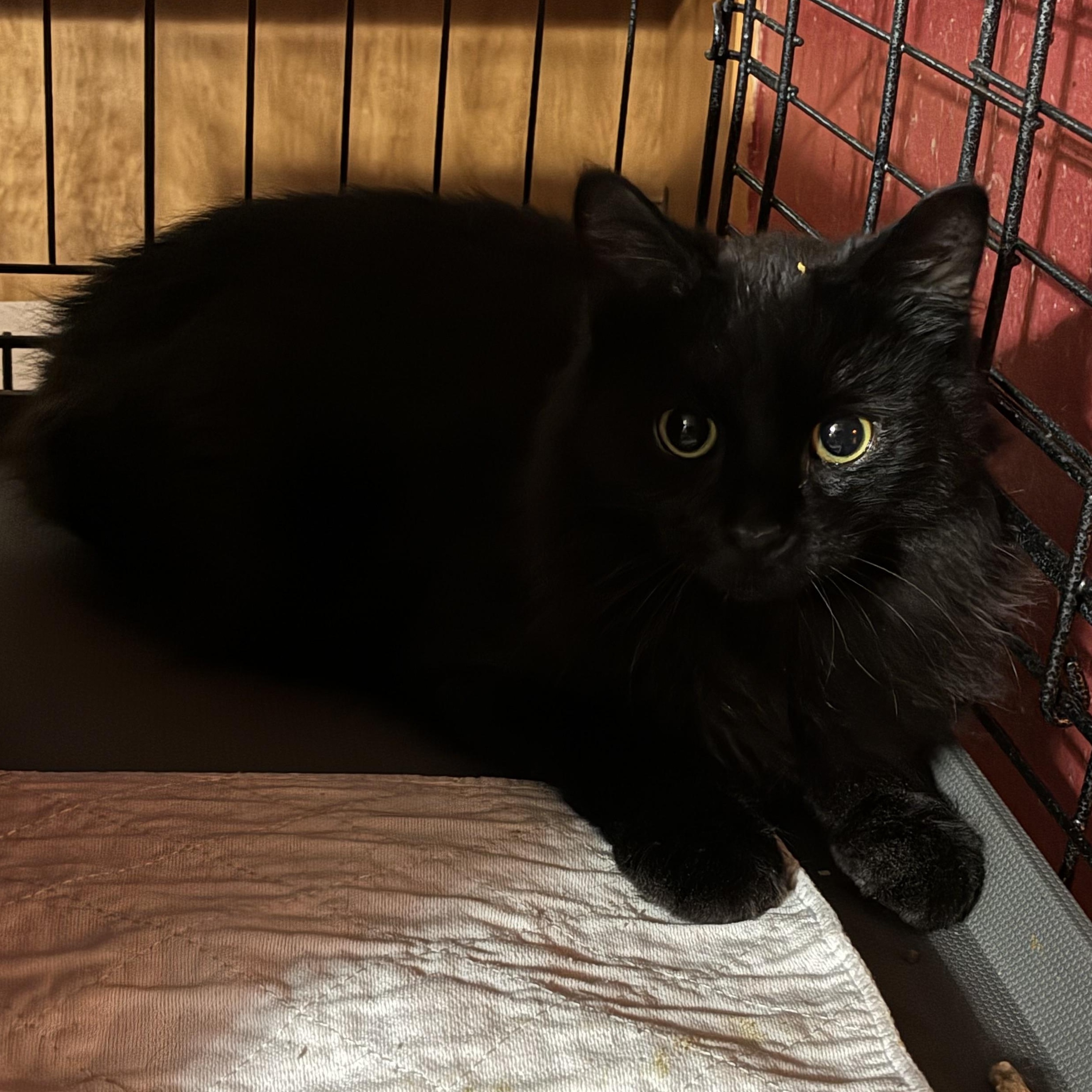 Void, a ADOPTABLE mixed breed in Stahlstown, PA image 3/3