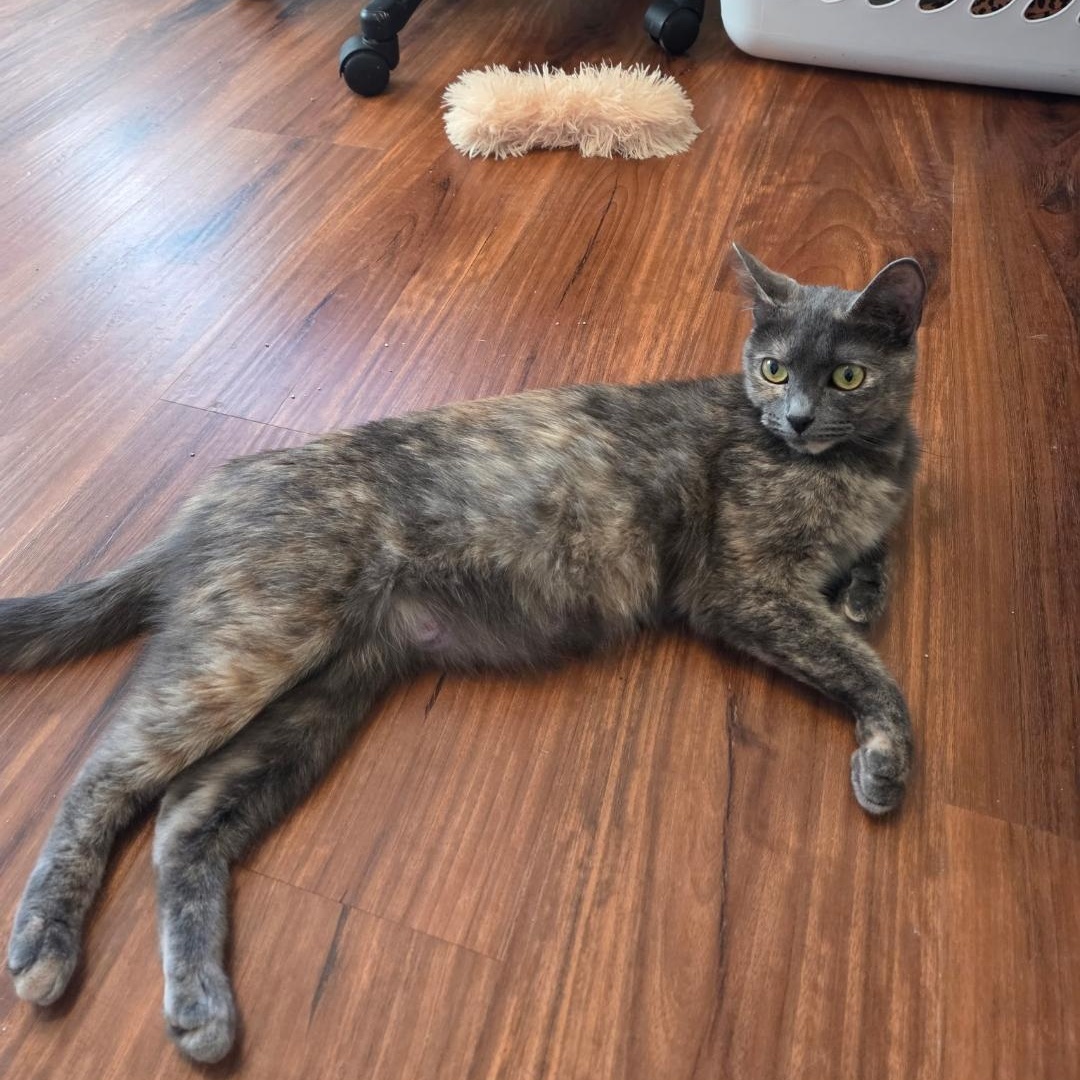 Enlarge Luna Moon, a Adoptable Dilute Tortoiseshell in Phoenix, AZ image 6/6