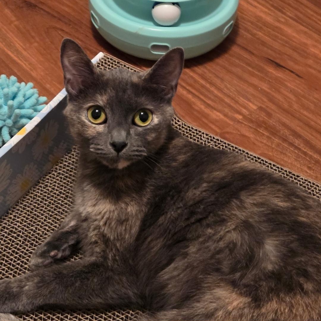 Enlarge Luna Moon, a Adoptable Dilute Tortoiseshell in Phoenix, AZ image 2/6