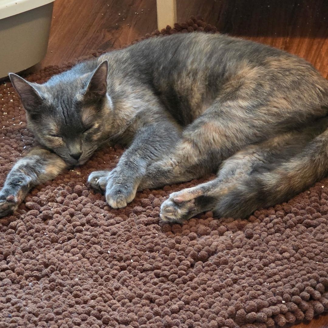 Enlarge Luna Moon, a Adoptable Dilute Tortoiseshell in Phoenix, AZ image 4/6