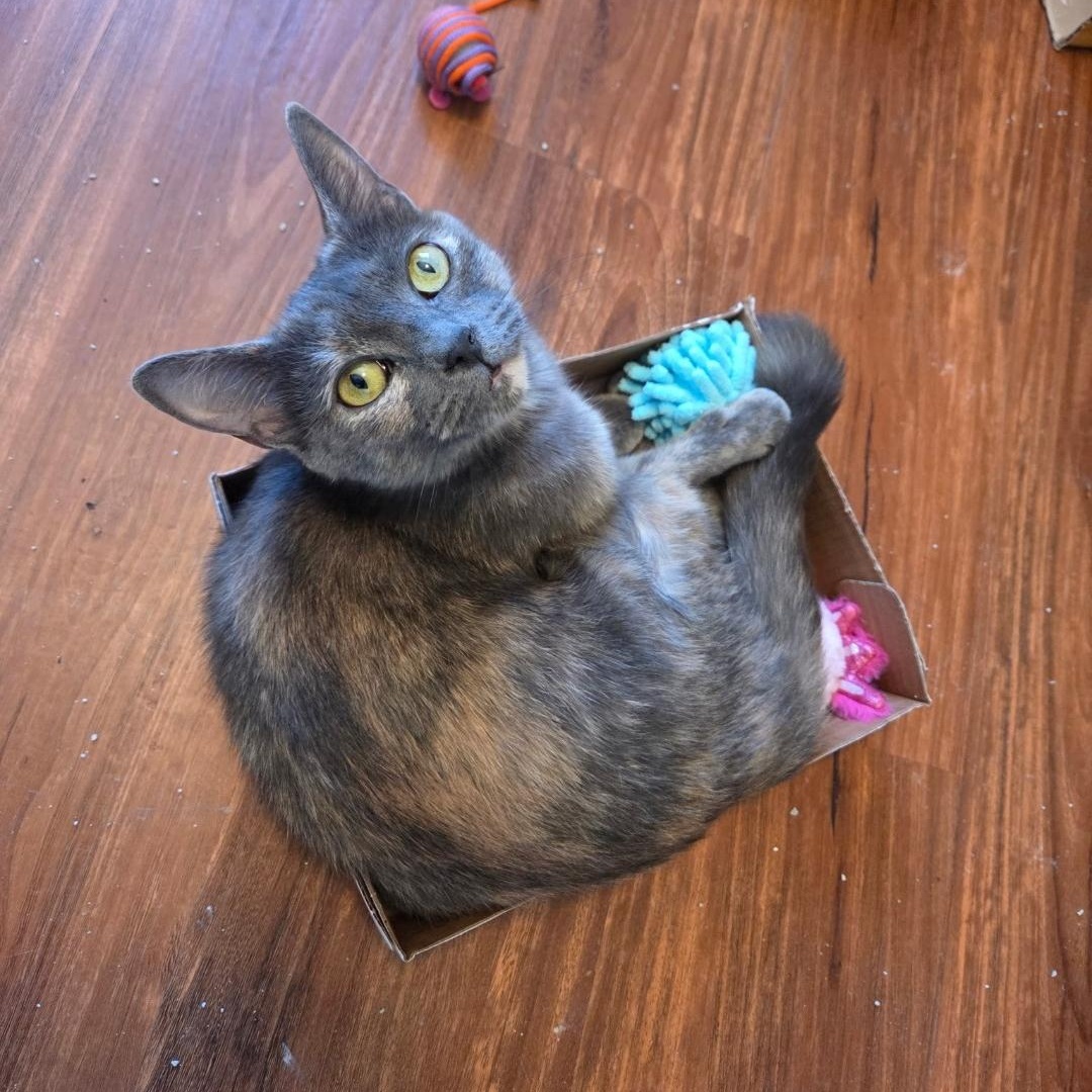 Enlarge Luna Moon, a Adoptable Dilute Tortoiseshell in Phoenix, AZ image 1/6