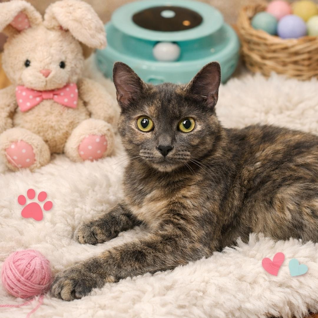 Enlarge Luna Moon, a Adoptable Dilute Tortoiseshell in Phoenix, AZ image 3/6