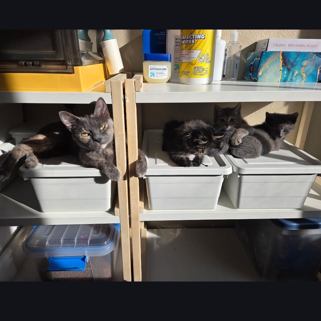 Enlarge Luna Moon, a Adoptable Dilute Tortoiseshell in Phoenix, AZ image 5/6