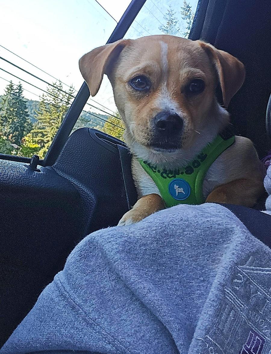 Halo, an adoptable Puggle, Mixed Breed in Gig Harbor, WA, 98335 | Photo Image 3