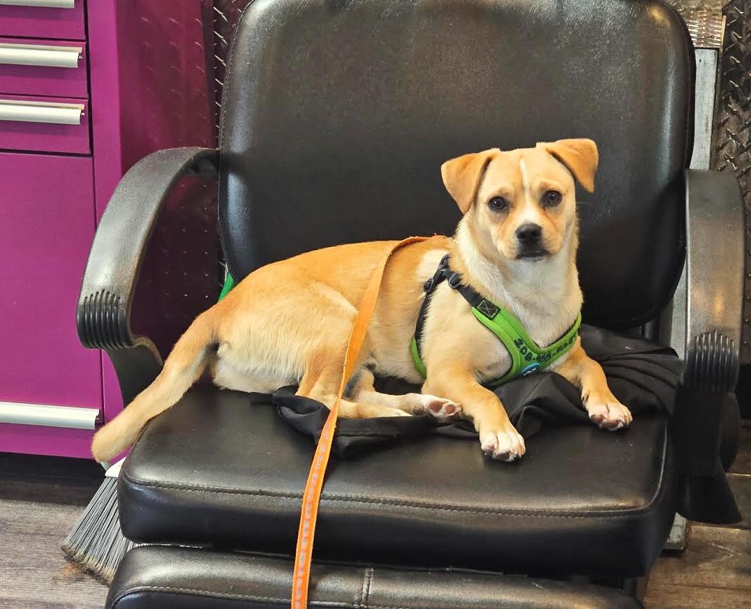 Halo, an adoptable Puggle, Mixed Breed in Gig Harbor, WA, 98335 | Photo Image 5