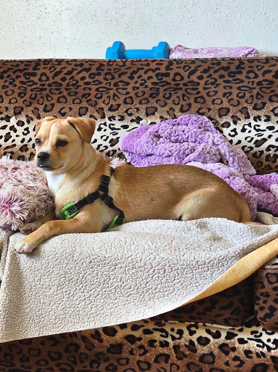 Halo, an adoptable Puggle, Mixed Breed in Gig Harbor, WA, 98335 | Photo Image 4