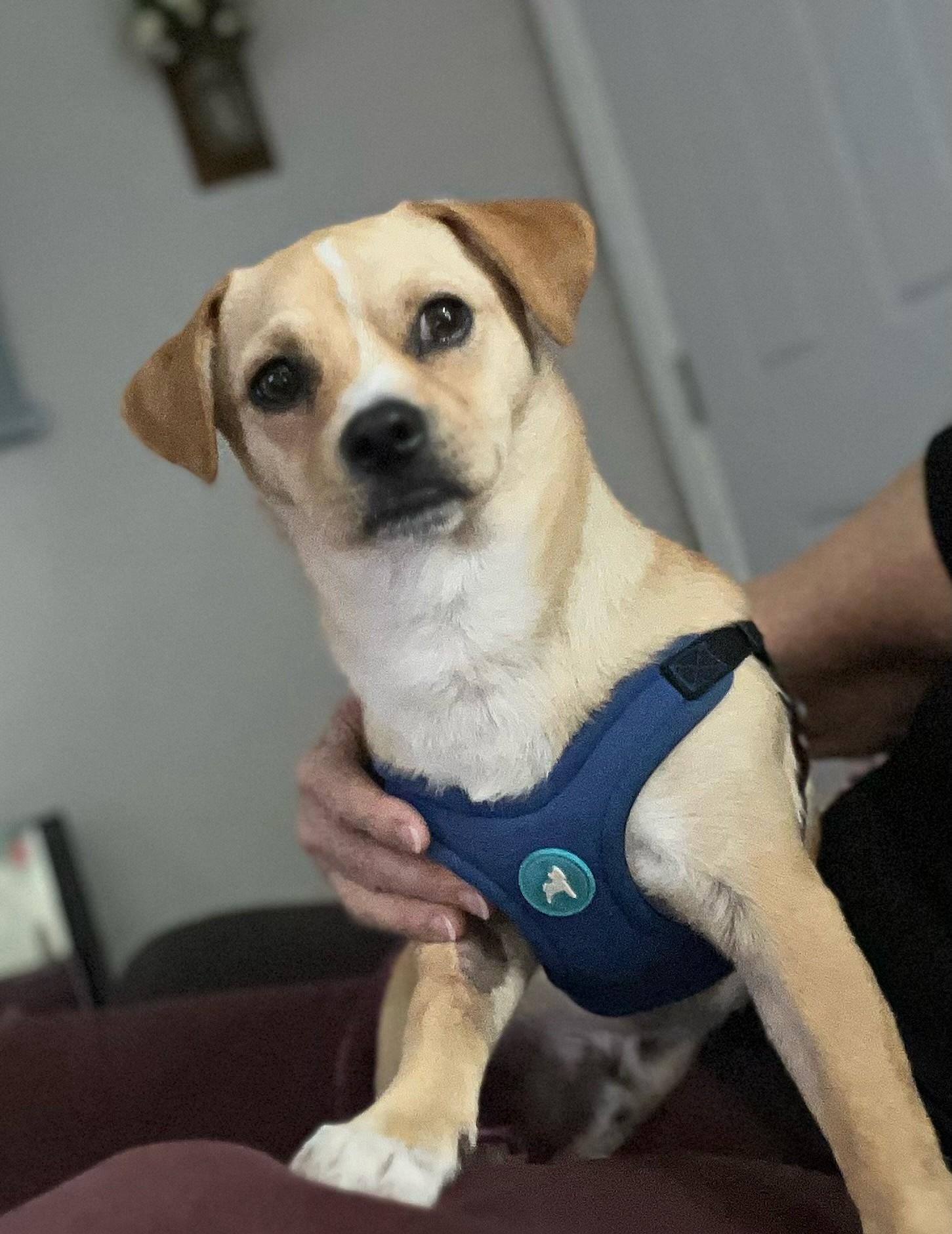 Halo, an adoptable Puggle, Mixed Breed in Gig Harbor, WA, 98335 | Photo Image 1