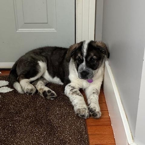 Enlarge Wilkie, a ADOPTABLE mixed breed in Saskatoon, SK image 5/6