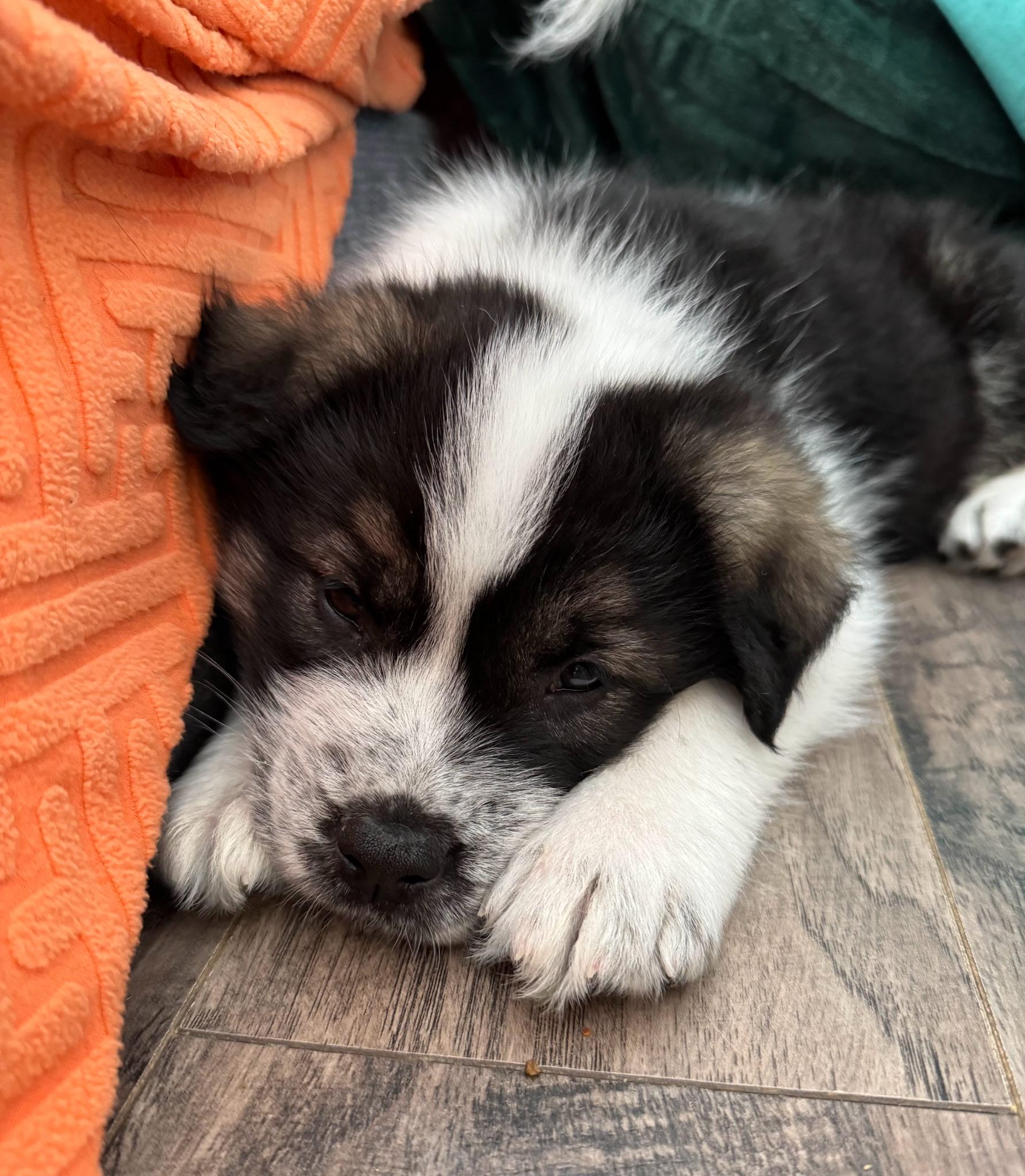 Wilkie, a ADOPTABLE mixed breed in Saskatoon, SK image 2/6