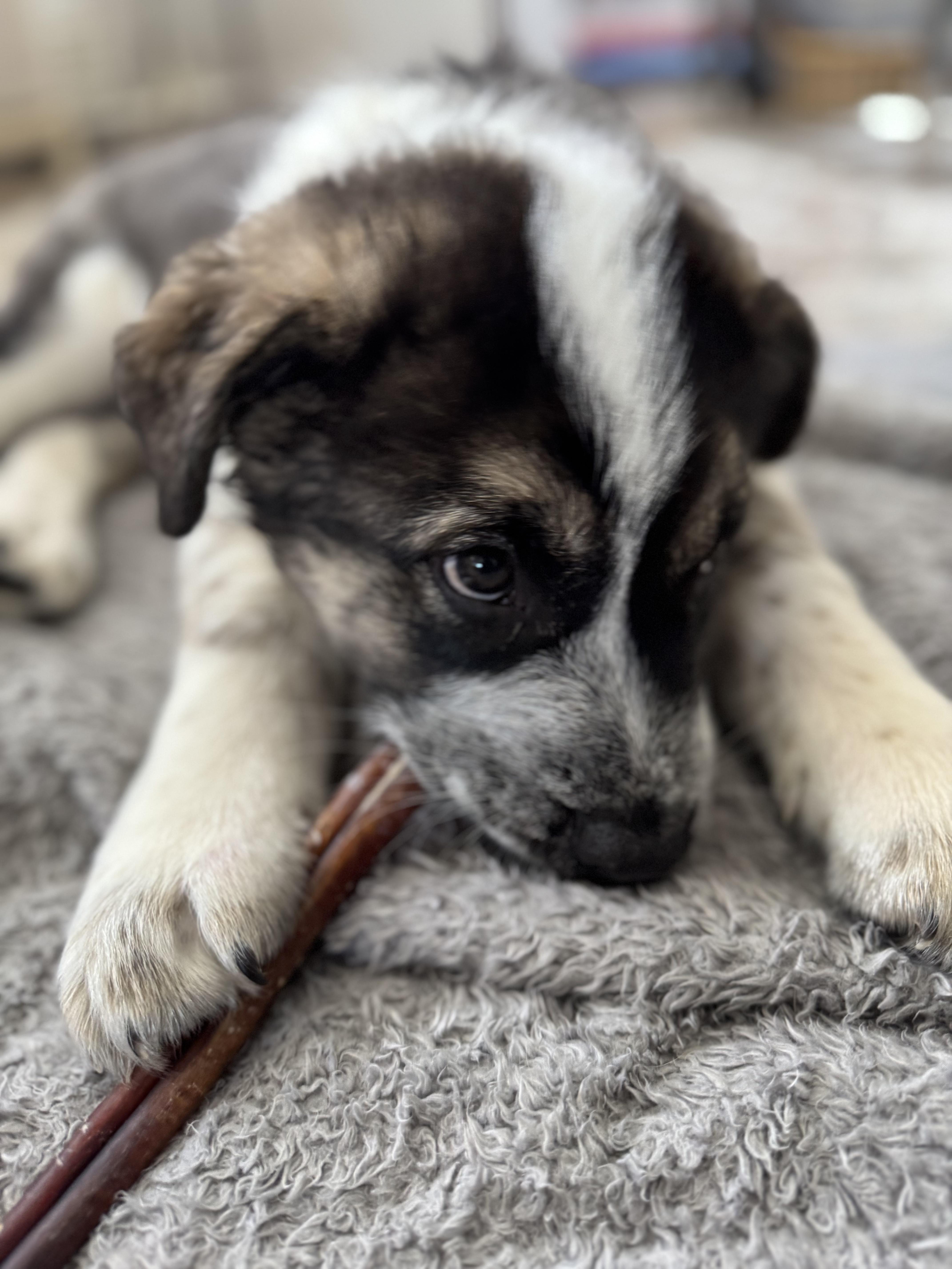 Enlarge Wilkie, a ADOPTABLE mixed breed in Saskatoon, SK image 4/6