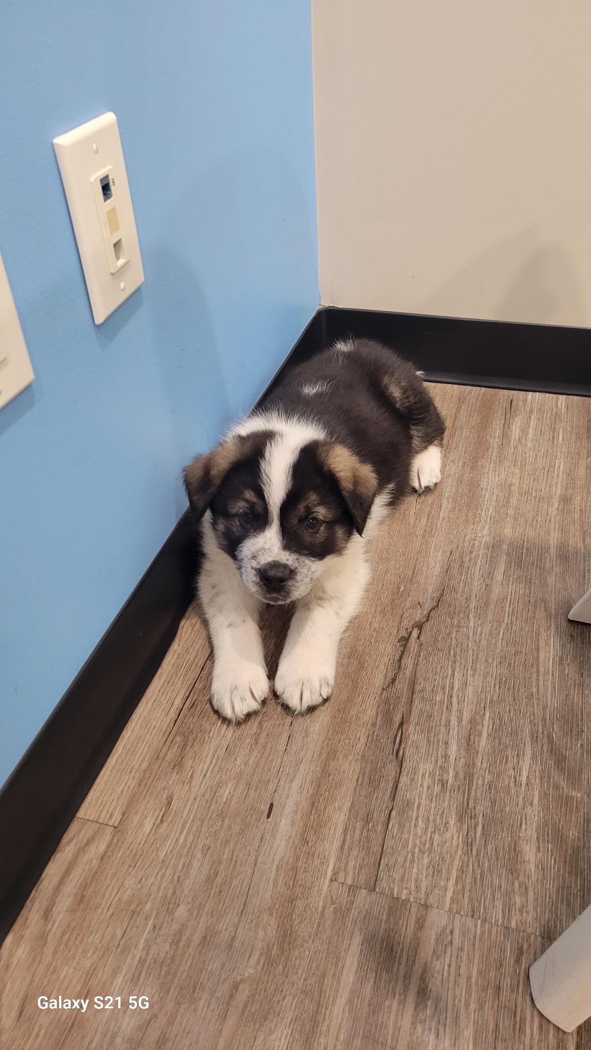 Wilkie, a ADOPTABLE mixed breed in Saskatoon, SK image 5/6