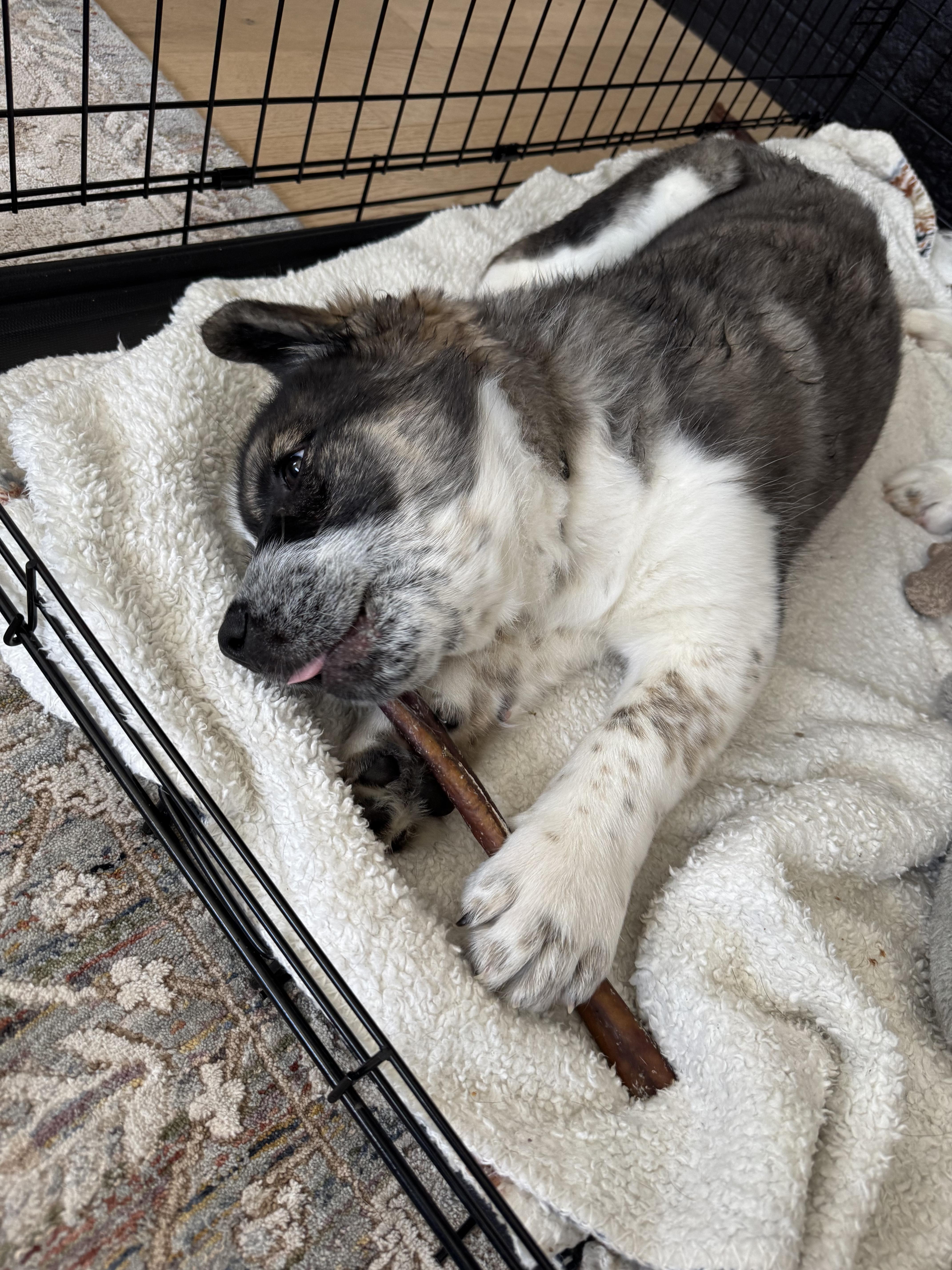 Enlarge Wilkie, a ADOPTABLE mixed breed in Saskatoon, SK image 2/6