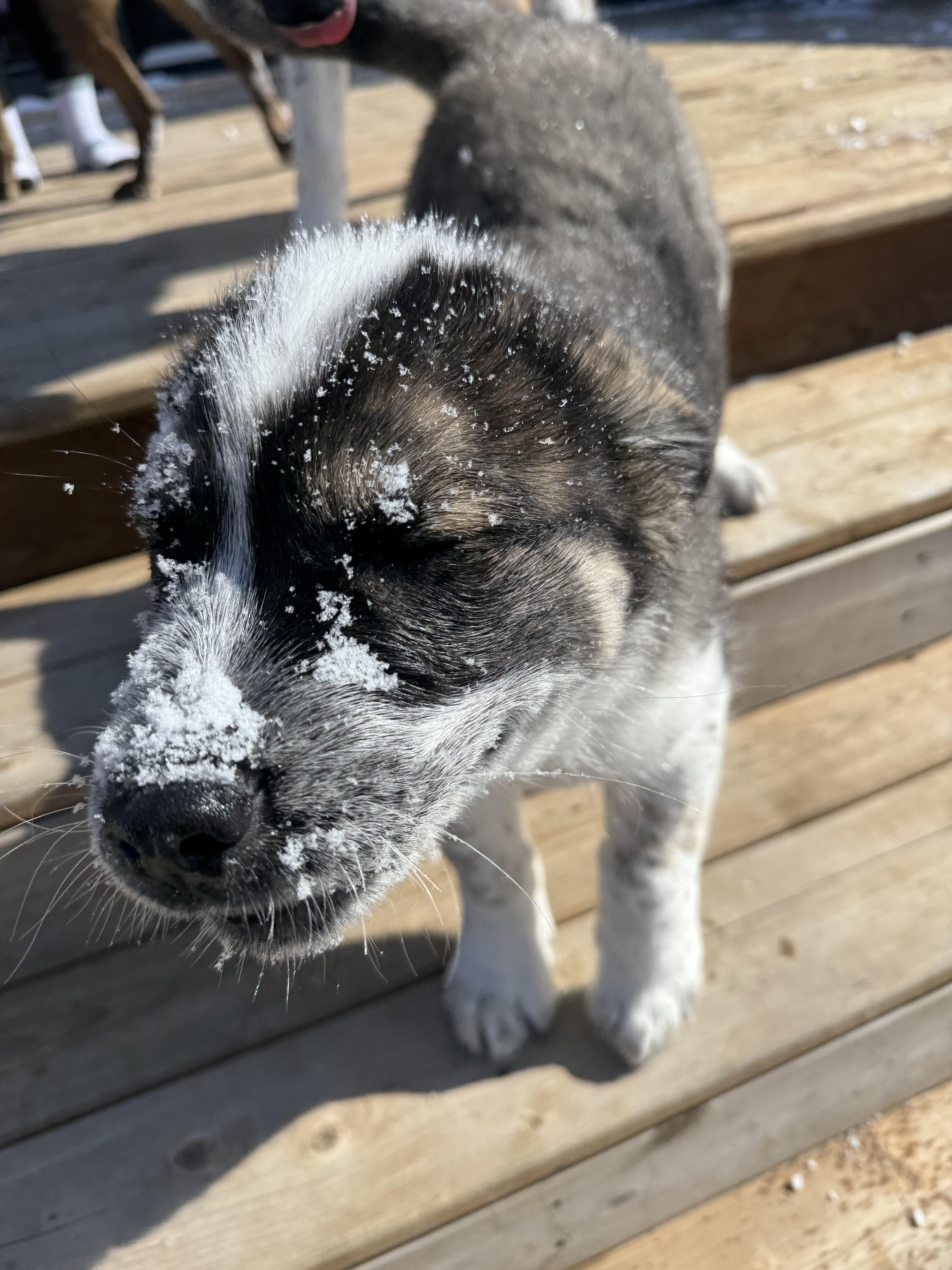 Enlarge Wilkie, a ADOPTABLE mixed breed in Saskatoon, SK image 3/6