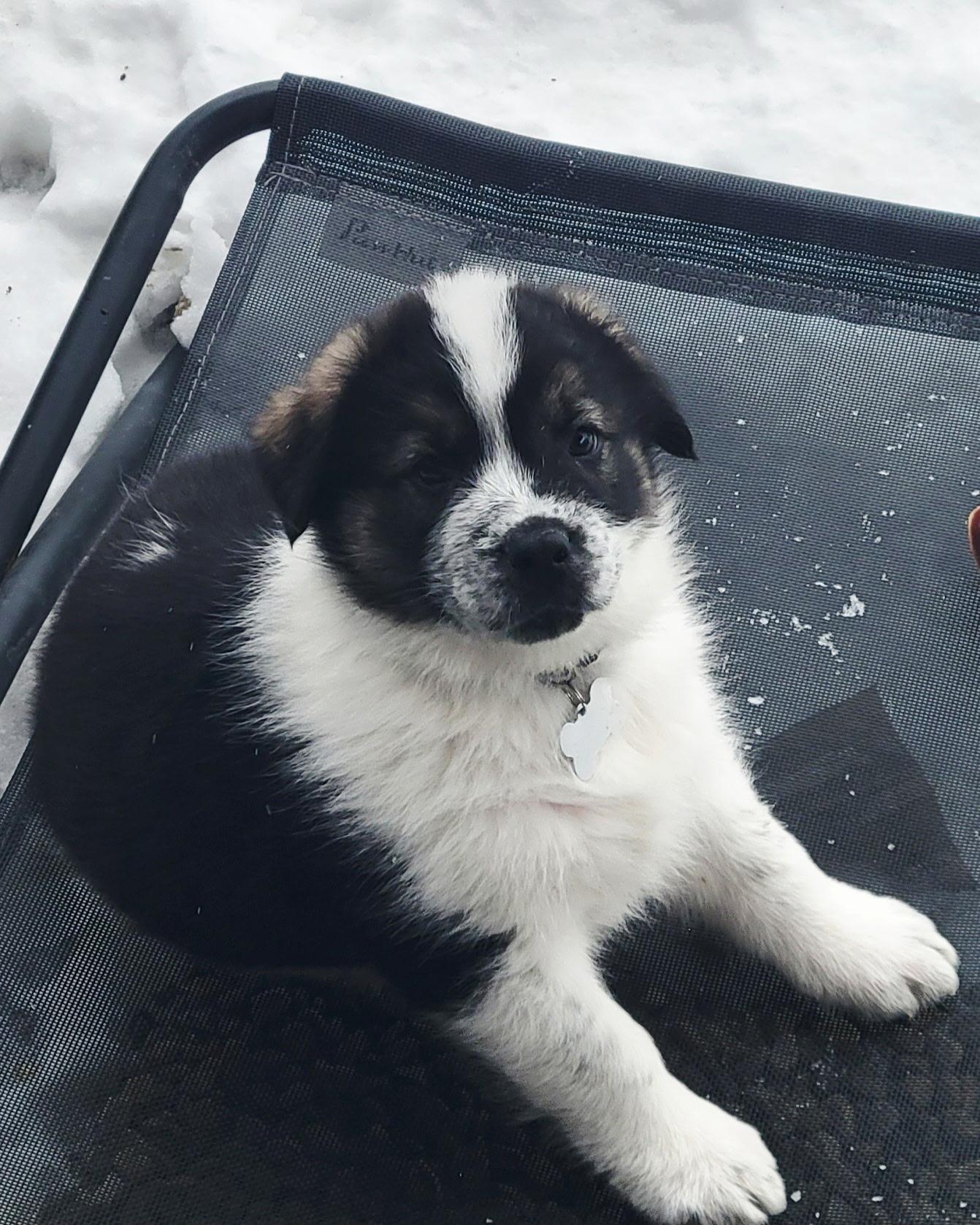 Wilkie, ADOPTABLE, Puppy Male Mixed Breed.