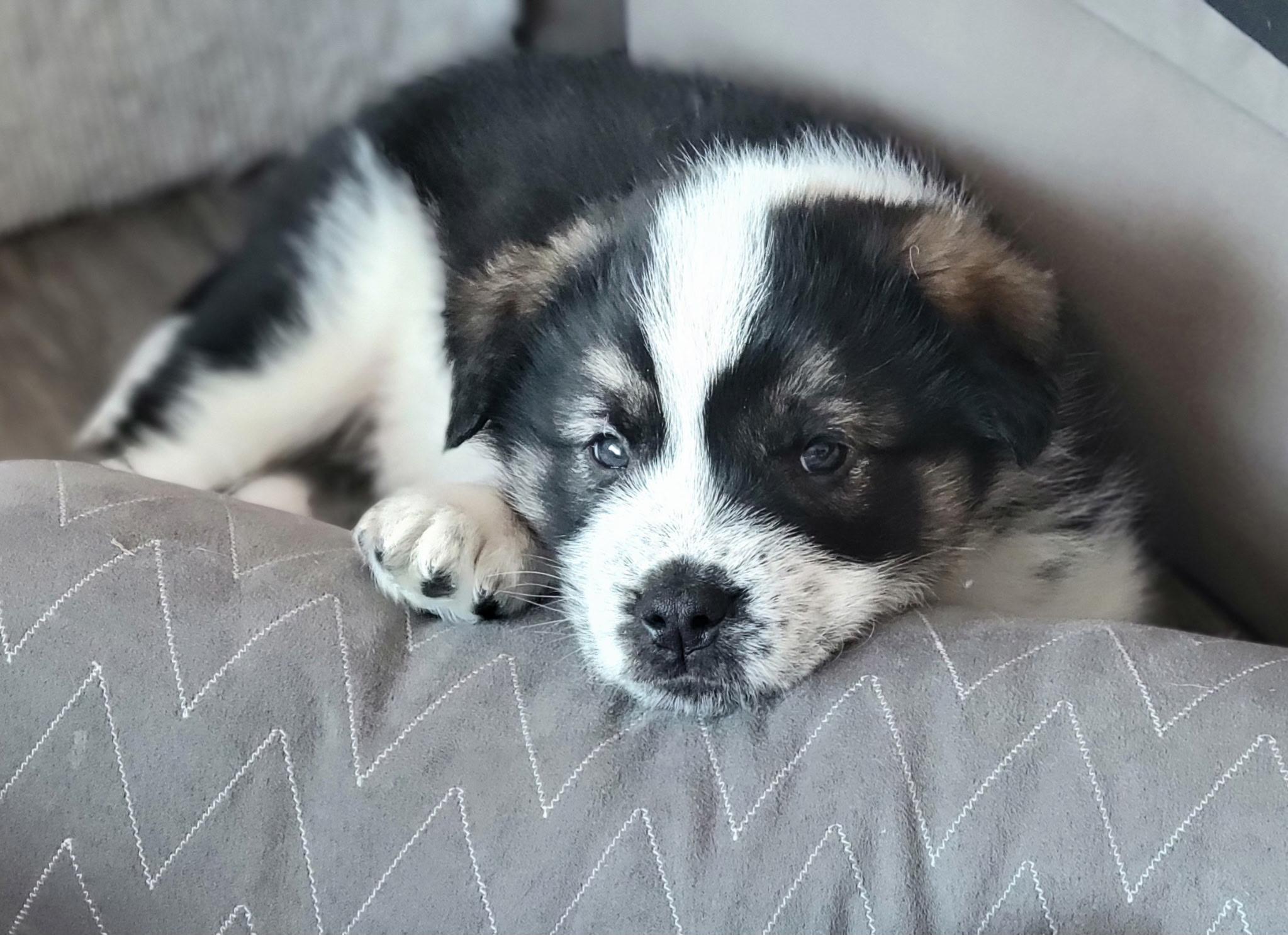 Wilkie, a ADOPTABLE mixed breed in Saskatoon, SK image 6/6