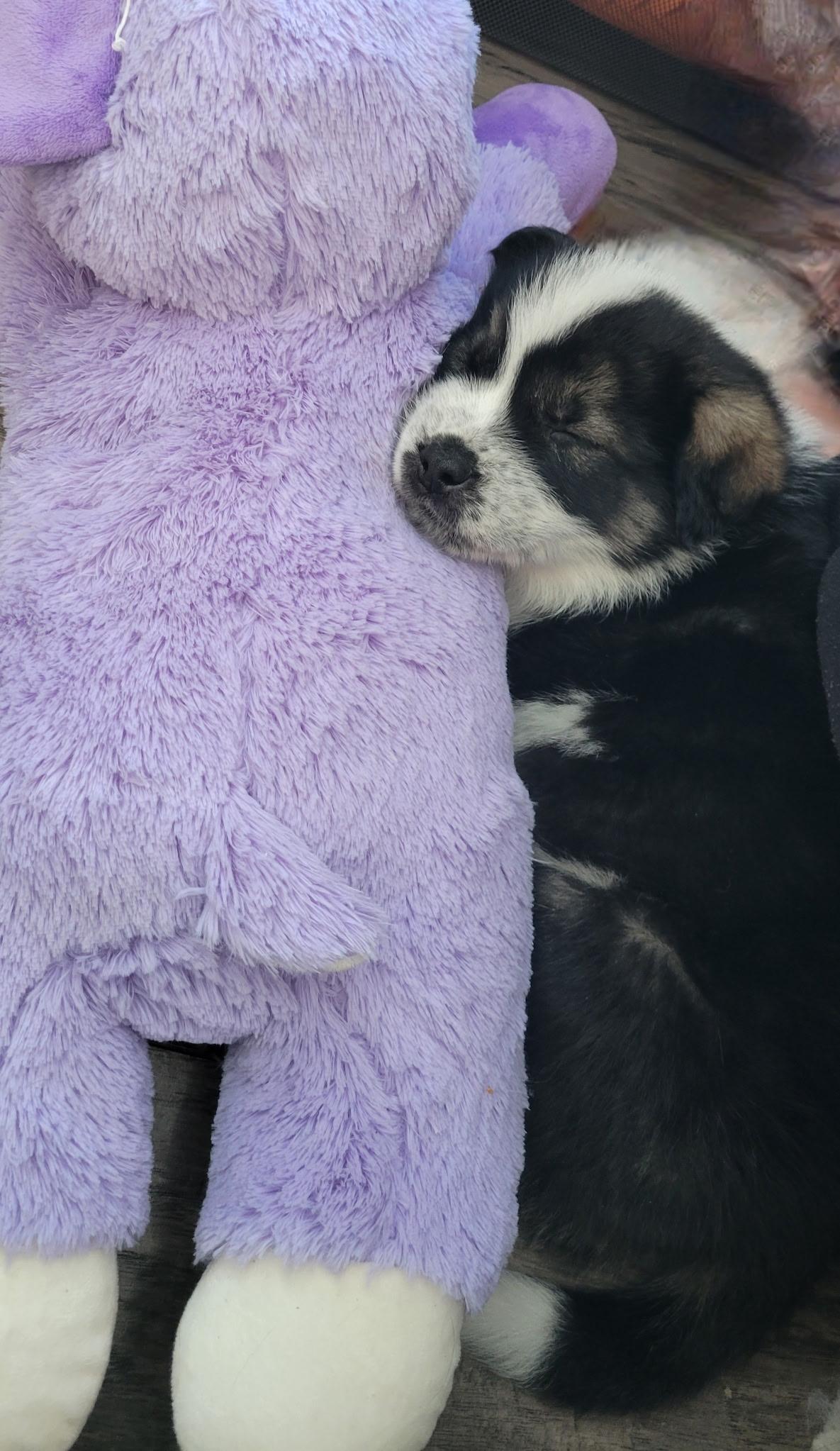 Wilkie, a ADOPTABLE mixed breed in Saskatoon, SK image 4/6