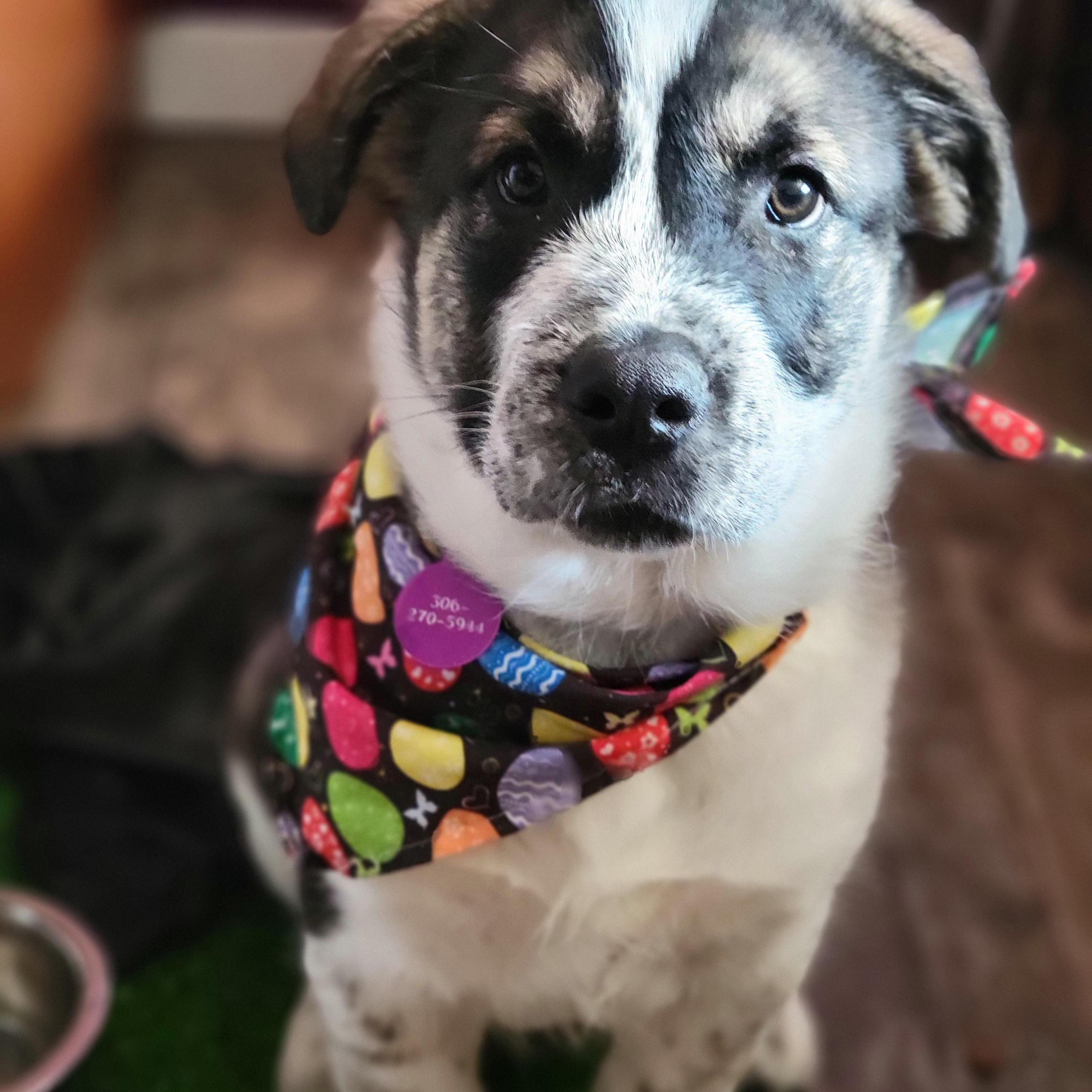 Wilkie, ADOPTABLE, Puppy Male Mixed Breed.