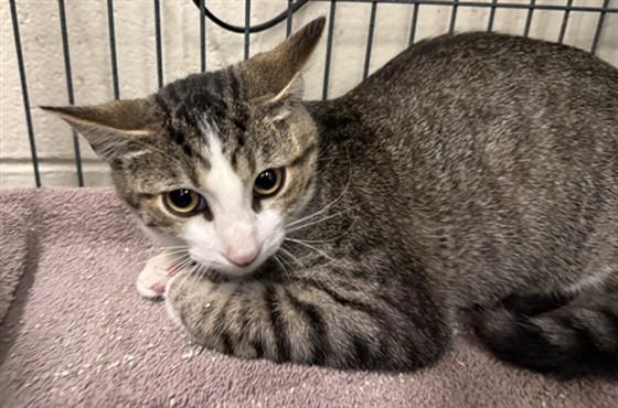 RESTLESS RON, Adoptable, Kitten Male Domestic Short Hair.