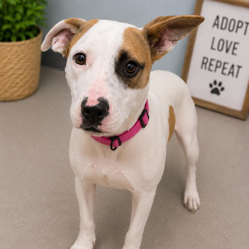 Ruby 9 months female, Adoptable, Young Female Mixed Breed.
