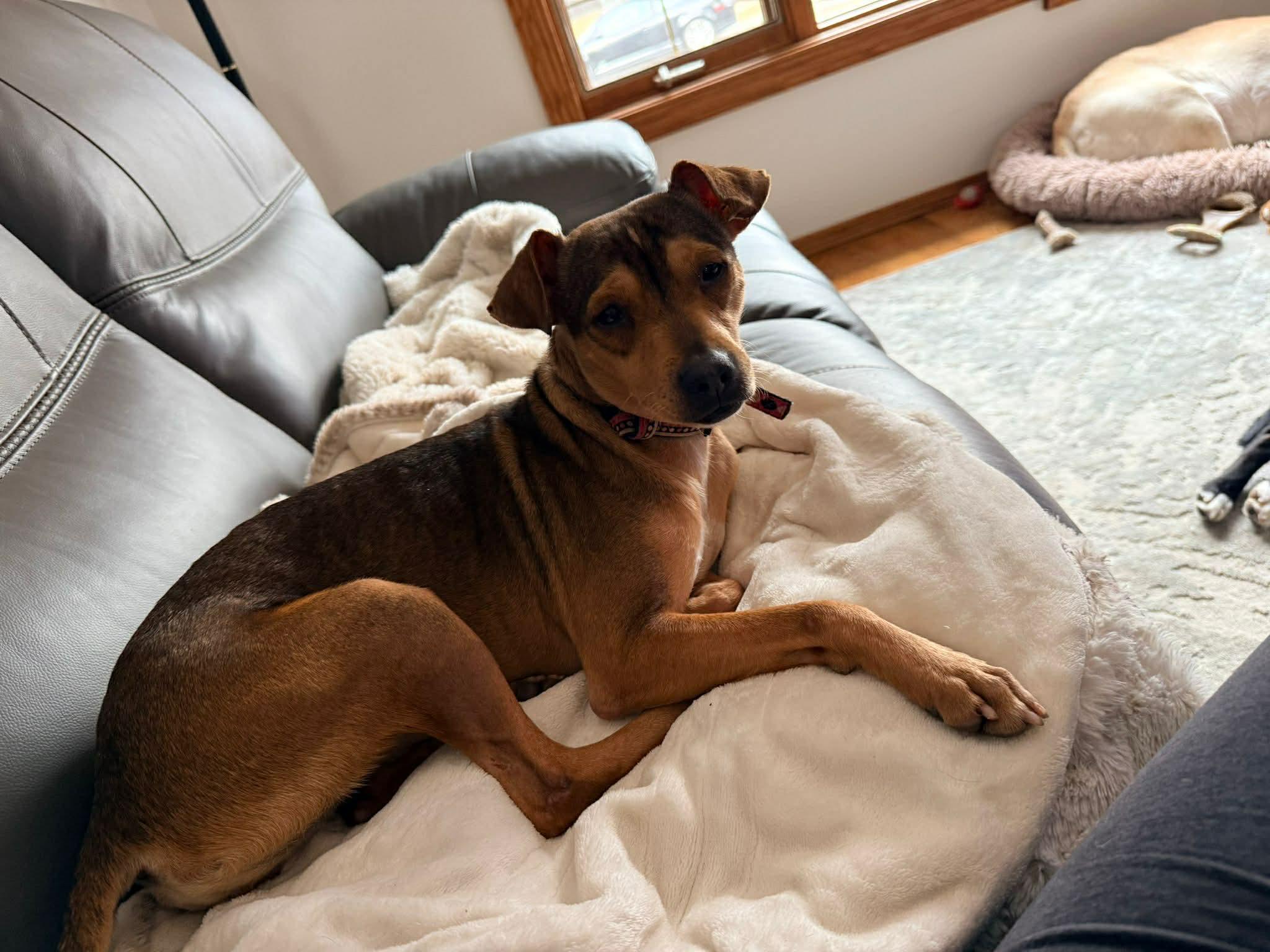 Enlarge Winnie, a ADOPTABLE mixed breed in Dunmore, AB image 3/6