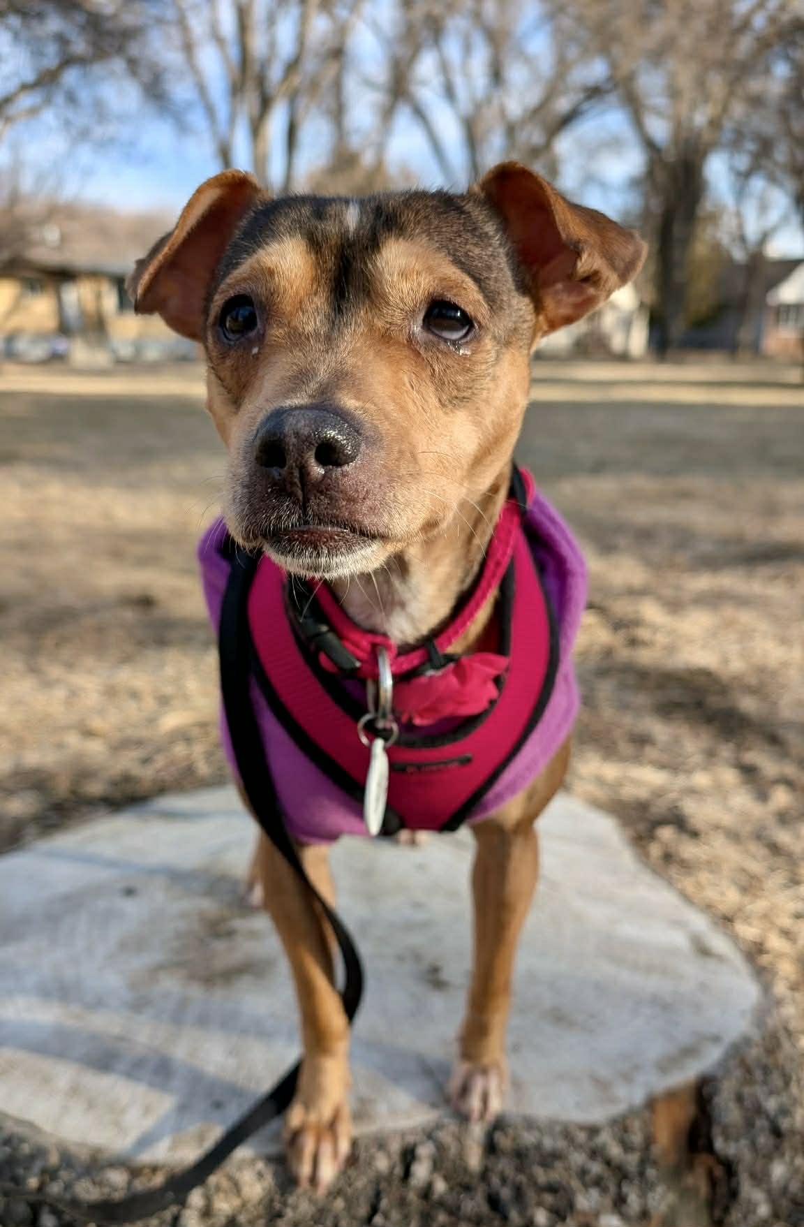 Winnie, ADOPTABLE, Adult Female Mixed Breed.