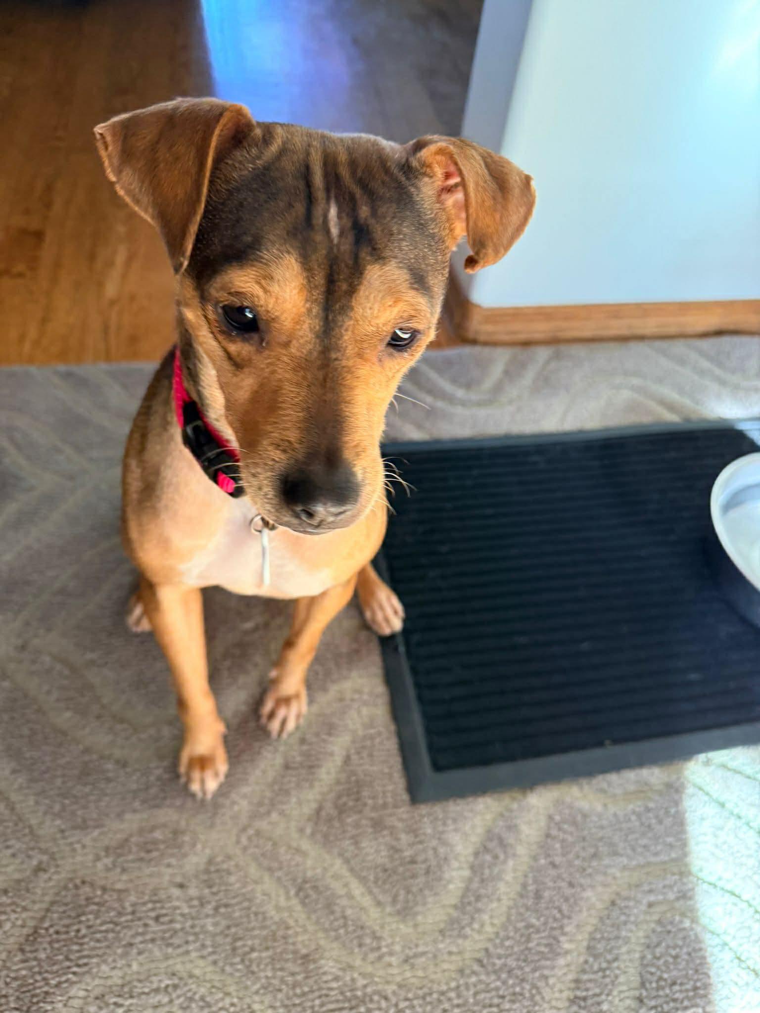 Enlarge Winnie, a ADOPTABLE mixed breed in Dunmore, AB image 2/6