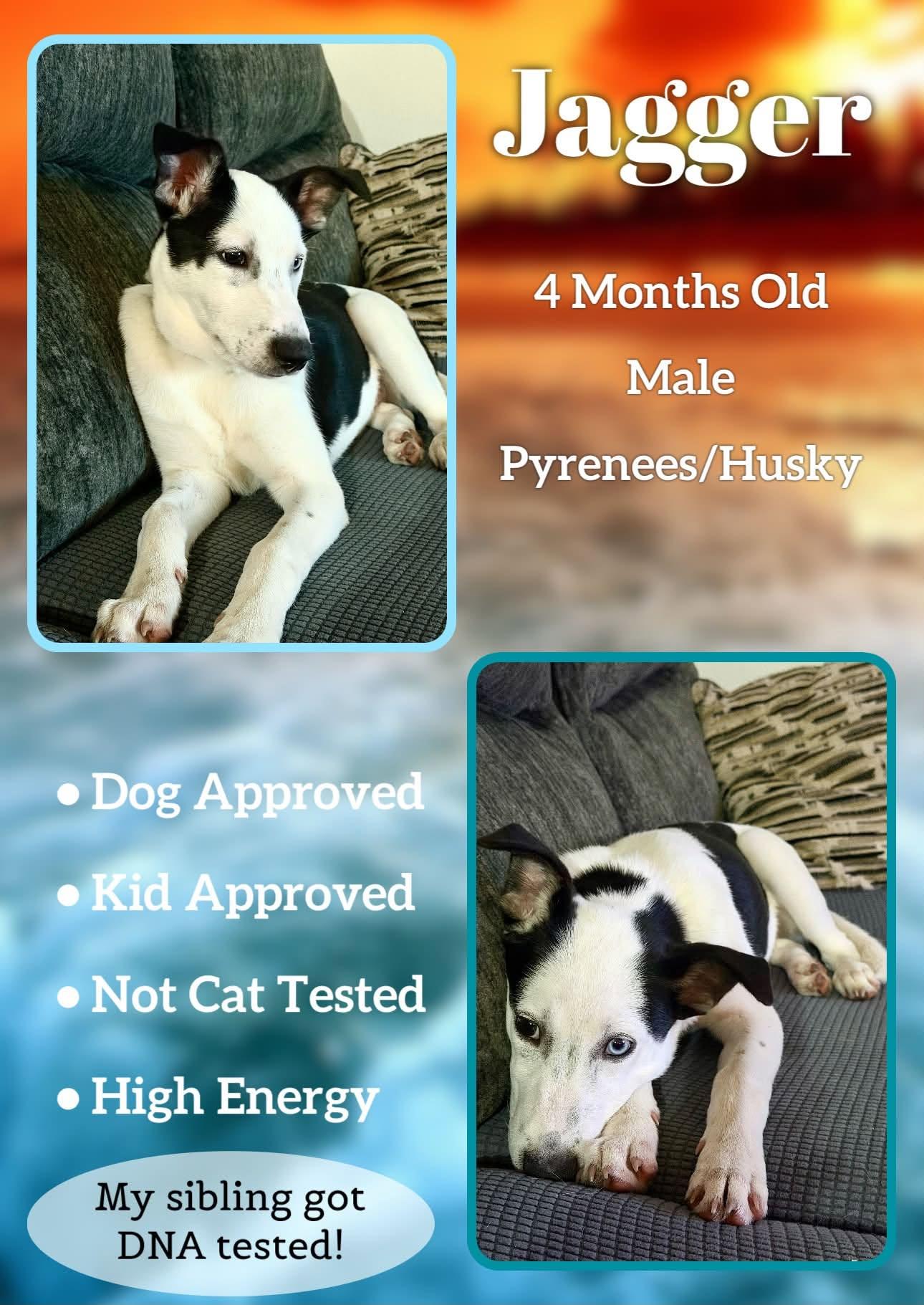 Jagger - Rock, Adoptable, Puppy Male Great Pyrenees & Siberian Husky.