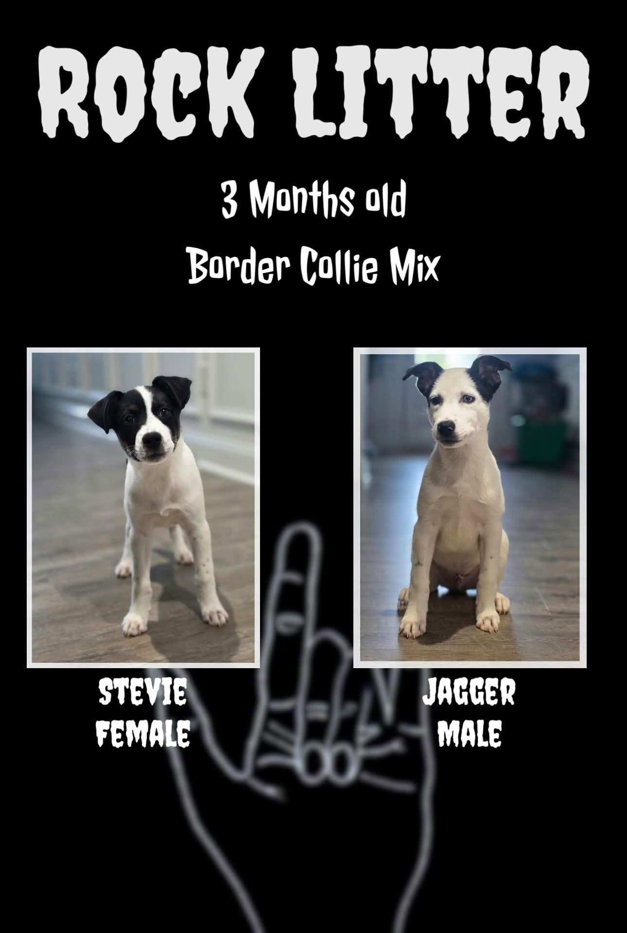 Enlarge Jagger - Rock, a Adoptable mixed breed in Jacksonville, NC image 2/3