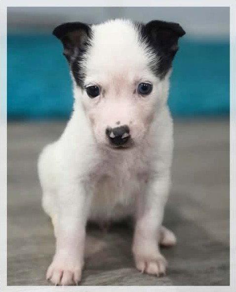 Enlarge Jagger - Rock, a Adoptable mixed breed in Jacksonville, NC image 3/3