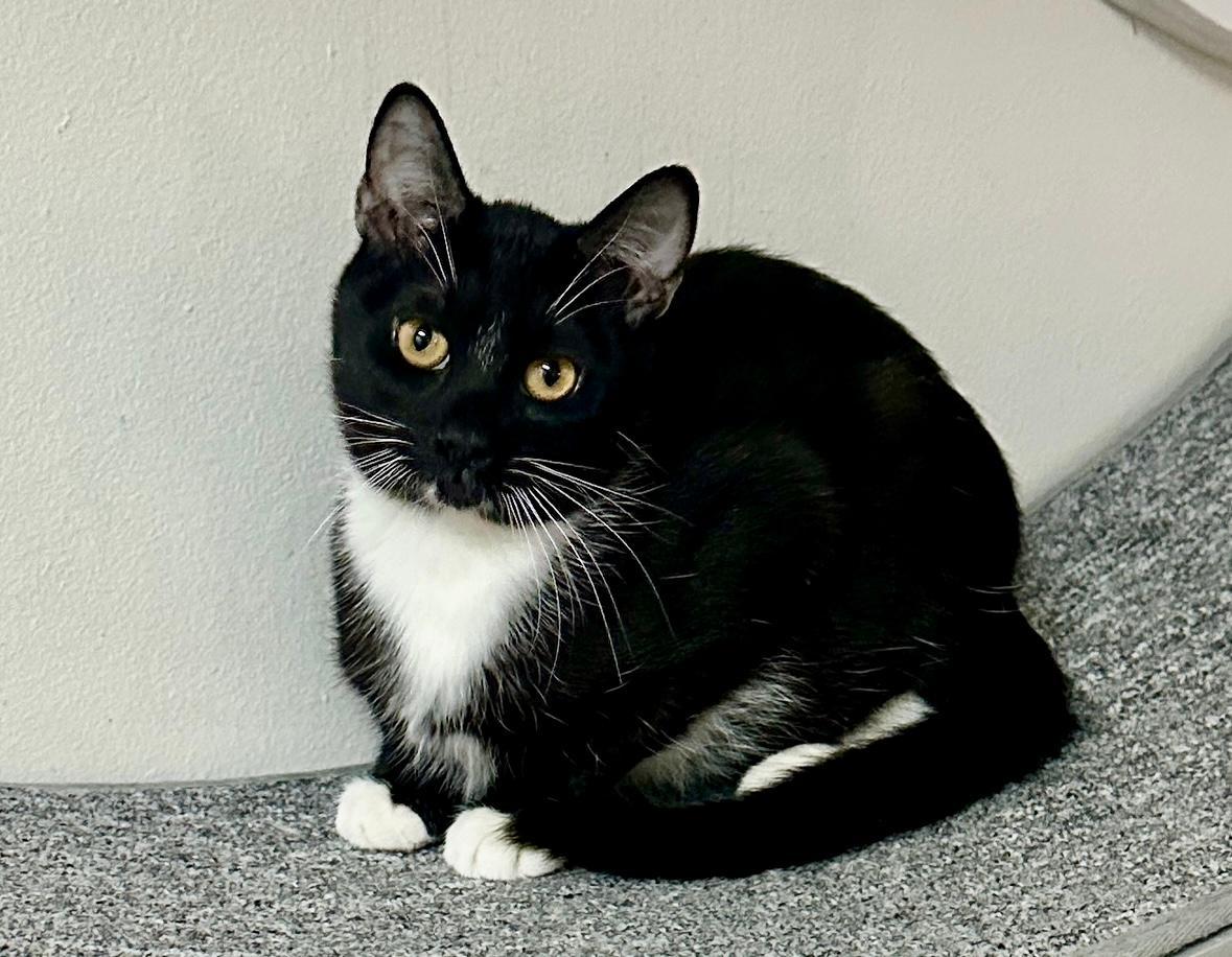 Enlarge Led, a Adoptable Tuxedo in West Hills, CA image 1/3
