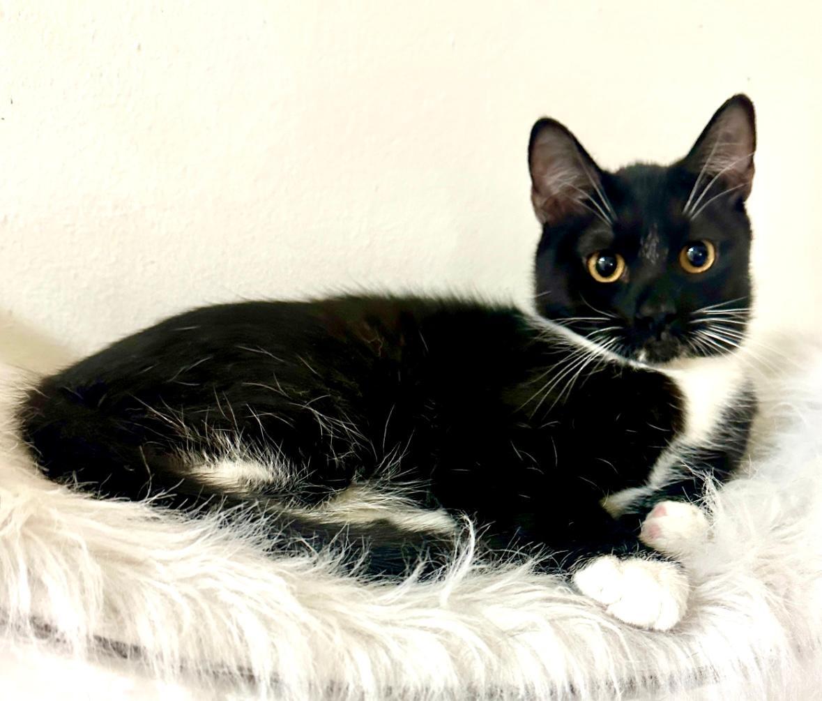 Enlarge Led, a Adoptable Tuxedo in West Hills, CA image 2/3