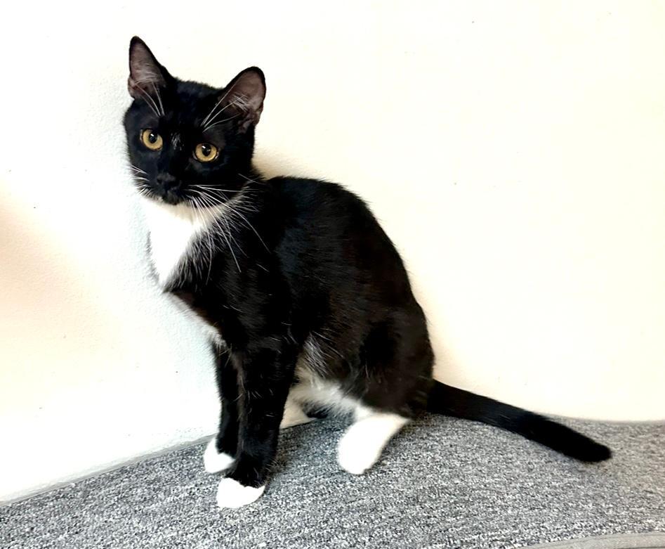 Led, Adoptable, Adult Male Tuxedo.