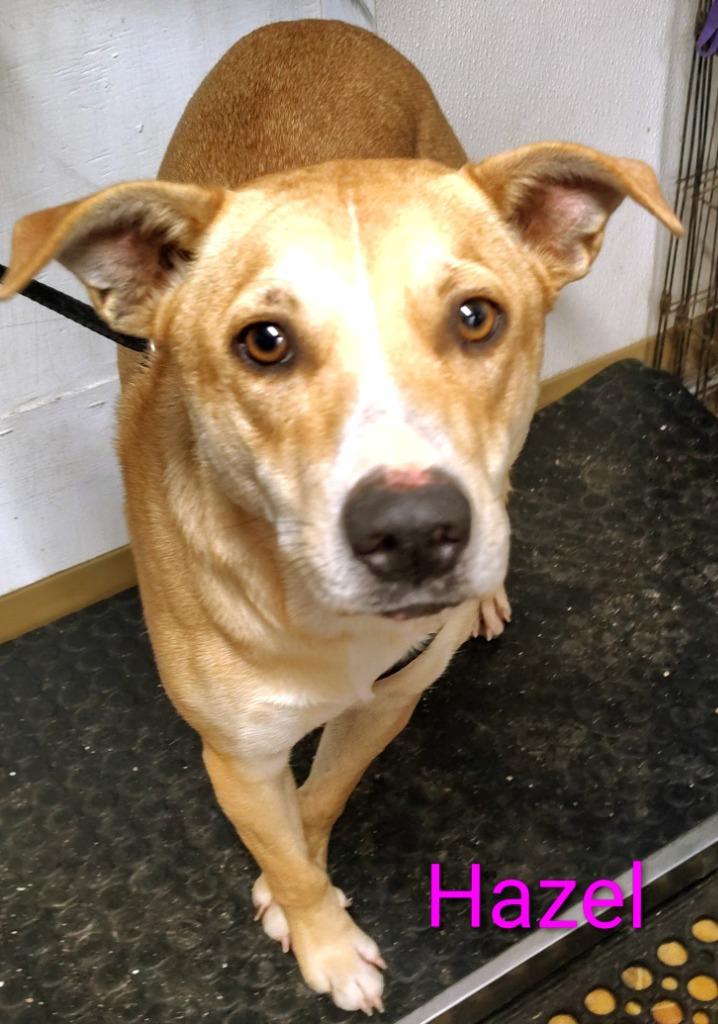 Hazel, Adopted, Young Female Staffordshire Bull Terrier & Yellow Labrador Retriever.