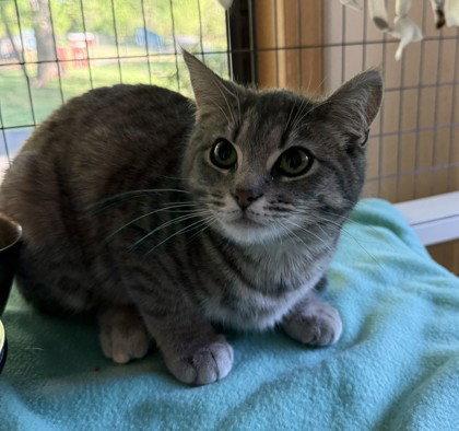 Enlarge Miss Hiss, a Adoptable Domestic Short Hair in Midland, VA image 1/1