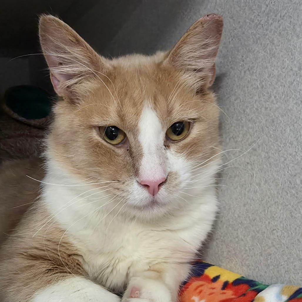 Enlarge Harkins, a Adoptable Domestic Short Hair in Long Beach, CA image 1/6