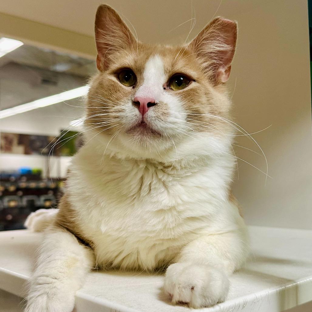 Enlarge Harkins, a Adoptable Domestic Short Hair in Long Beach, CA image 2/6