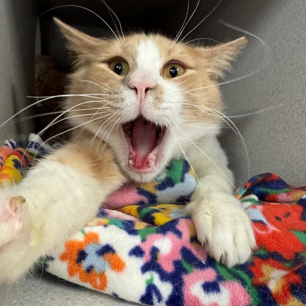 Enlarge Harkins, a Adoptable Domestic Short Hair in Long Beach, CA image 3/6