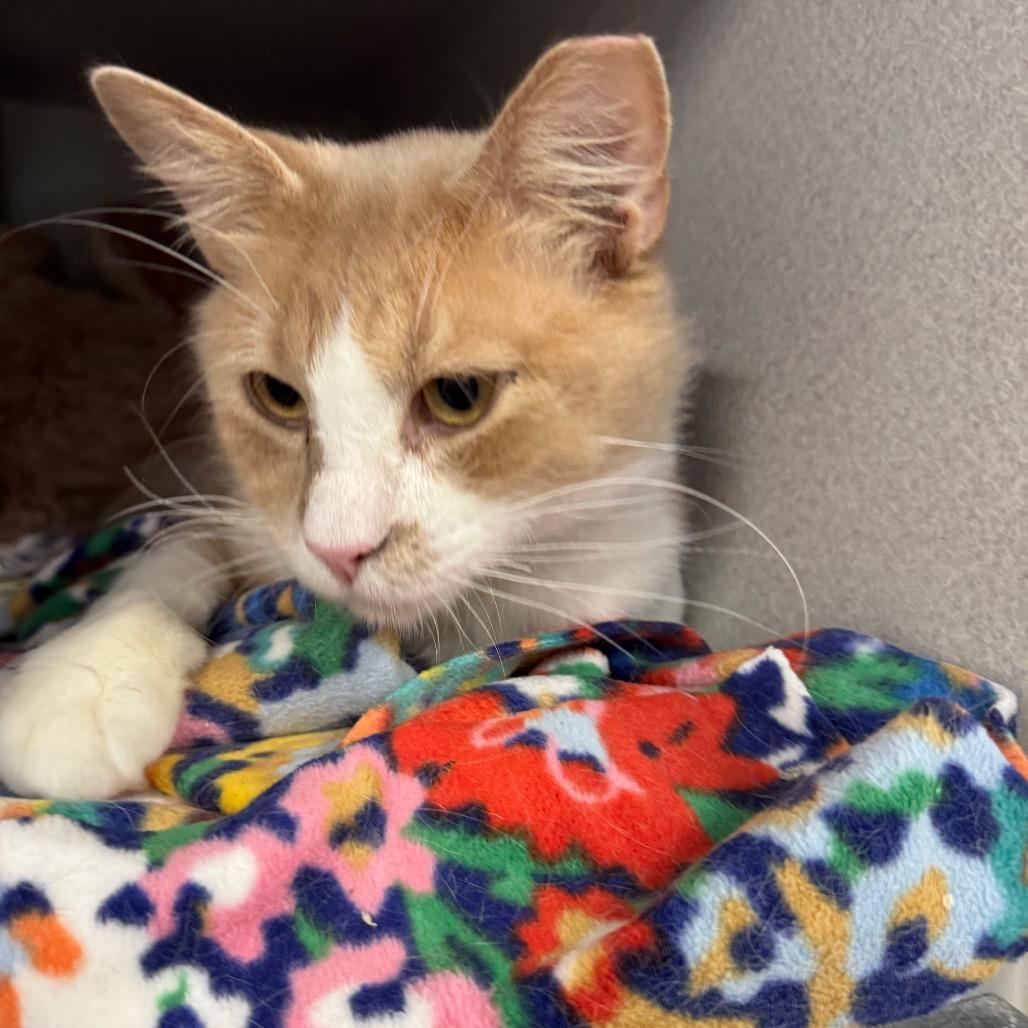 Enlarge Harkins, a Adoptable Domestic Short Hair in Long Beach, CA image 4/6