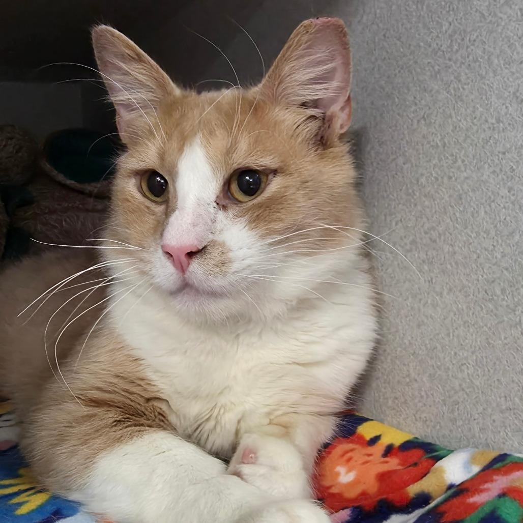 Enlarge Harkins, a Adoptable Domestic Short Hair in Long Beach, CA image 5/6